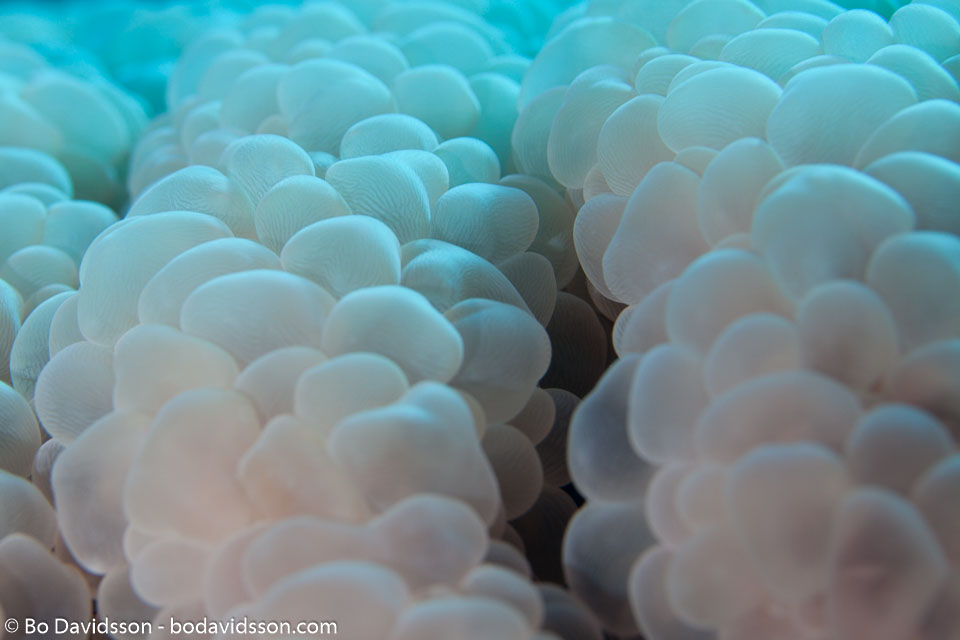 BD-120421-St-Johns-5898-Plerogyra-sinuosa-(Dana.-1846)-[Rounded-bubblegum-coral].jpg